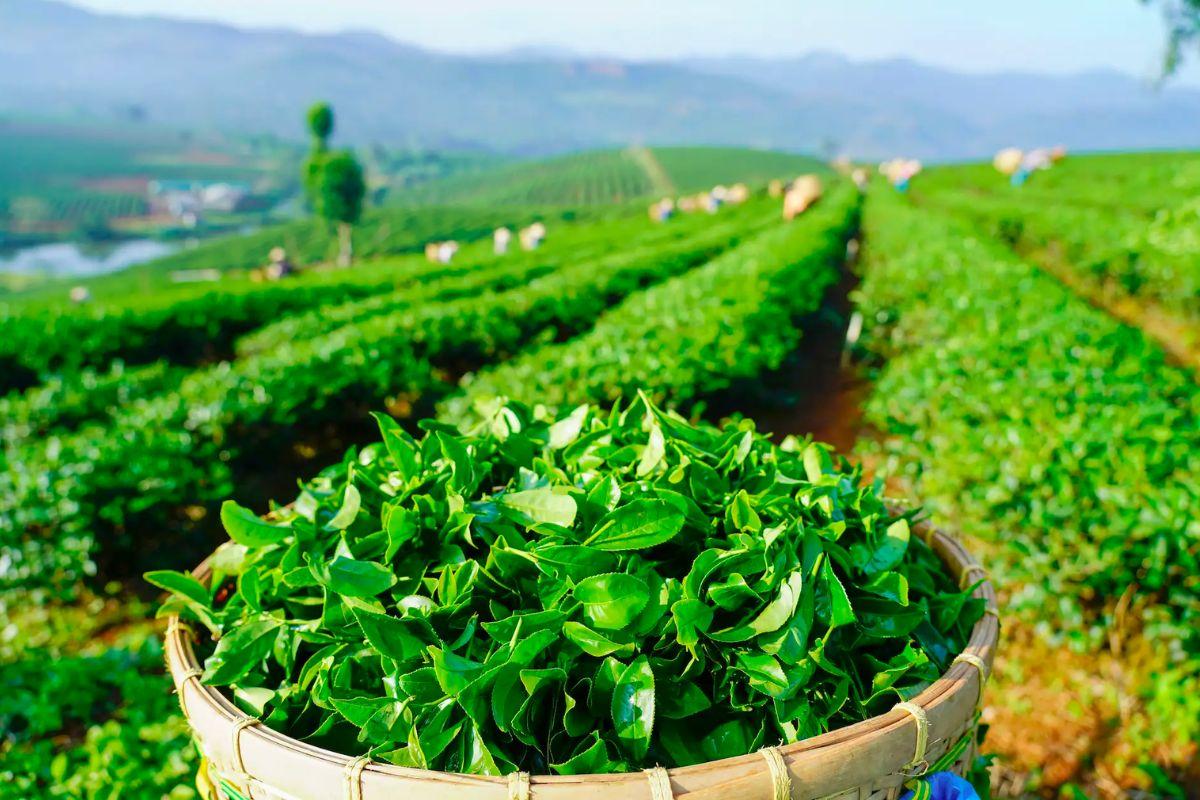 01 DAY RETREAT: Làm Trà Thủ Công Tại Bảo Lộc